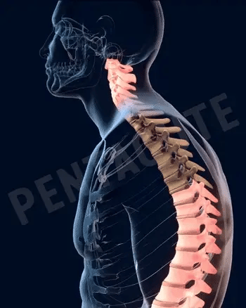 Adjustable Posture Corrector Belt for Waist and Back Support